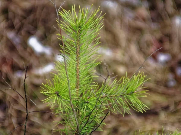 Young Christmas Tree Field Spring Russia — 스톡 사진