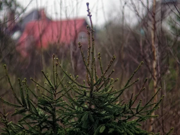 Young Christmas Tree Field Spring Russia — 图库照片