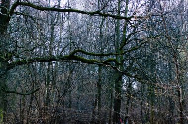 Moskova 'da bulutlu bir günde baharda orman