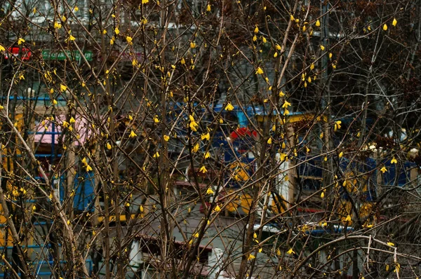 Fleurs Jaunes Sur Les Branches Buisson Printemps Moscou — Photo