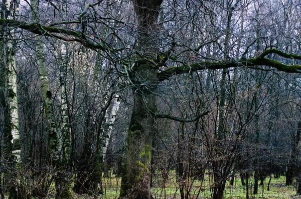 Forêt Printemps Par Temps Nuageux Moscou — Photo