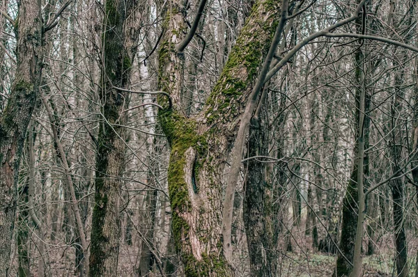Forêt Printemps Par Temps Nuageux Moscou — Photo
