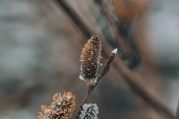 Kwiat Lasu Wiosną Moskwa — Zdjęcie stockowe