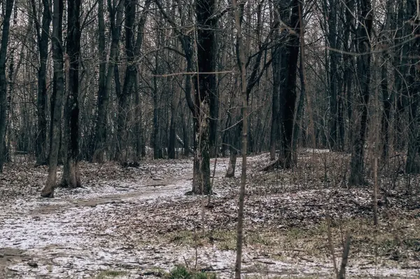 Skog Våren Molnig Dag Moskva — Stockfoto