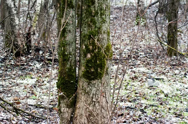 Moskova Bulutlu Bir Günde Baharda Orman — Stok fotoğraf