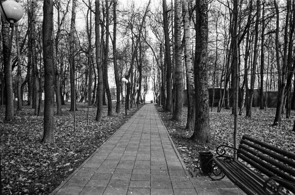 Bomen Het Park Herfst Moskou — Stockfoto