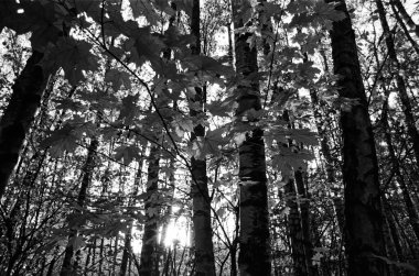 Sonbaharda parktaki ağaçlar, Moskova