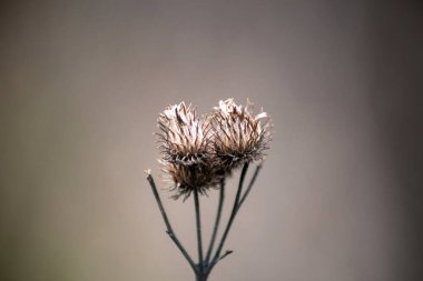 İlkbaharda Moskova 'da şalgam çalılarının dikenleri.