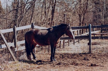 Baharda, açık otlağın arkasındaki çitin arkasında.
