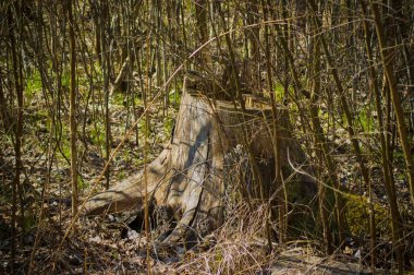 Geçen yıl baharda, genç Noel ağaçları arasında çimenler.