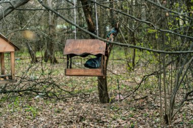 Kuş besleyicisi baharda ağaçta ağırlaşıyor, Moskova 'da.