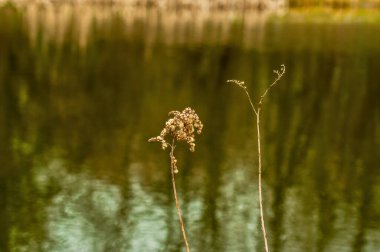İlkbaharda Moskova 'da göletin kıyıları çimlerle kaplıdır.