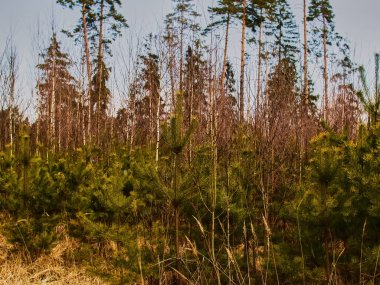 İlkbaharda Noel ağacının genç dalında iğneler.
