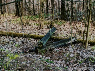 Yaşlı çürümüş ağaçlar baharda ormanda yatıyor.