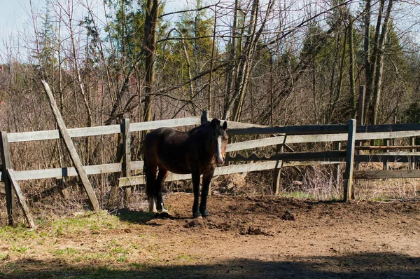 Baharda, açık otlağın arkasındaki çitin arkasında.
