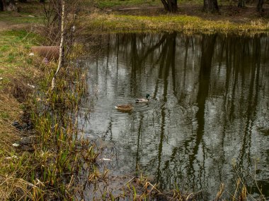 İlkbaharda Moskova 'da göletin kıyıları çimlerle kaplıdır.