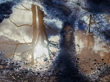 reflection of trees in a puddle on the pavement, Moscow