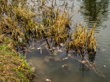 İlkbaharda Moskova 'da göletin kıyıları çimlerle kaplıdır.