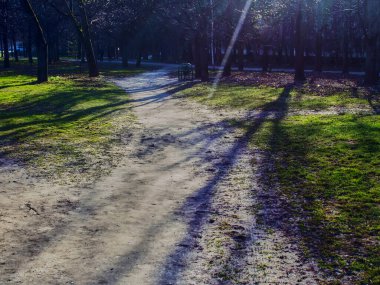 dirt road through the forest, spring