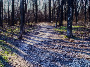 dirt road through the forest, spring