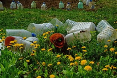 Rusya 'da ilkbaharda sarı kır çiçekleri