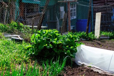 Bahar bahçesinde küçük bir sera, Rusya