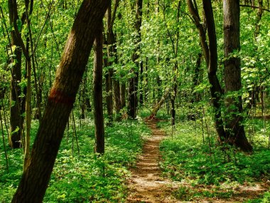 Bahar ormanlarında parlak yeşillik, Moskova