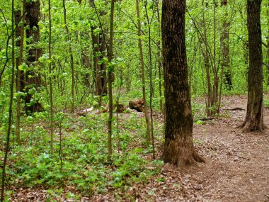 Bahar ormanlarında parlak yeşillik, Moskova