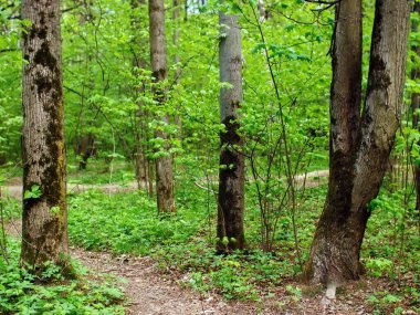 Bahar ormanlarında parlak yeşillik, Moskova
