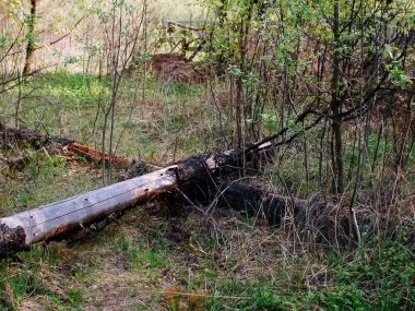 Bahar ormanlarında parlak yeşillik, Moskova