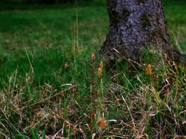 Rusya 'da yaşlı bir bahar ağacının yanında genç bir Noel ağacı.