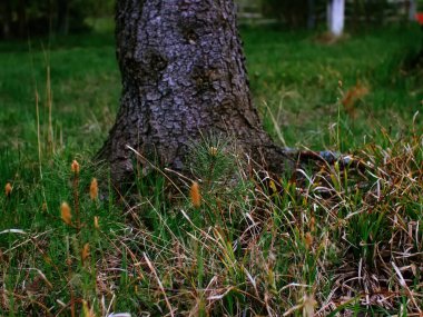 Rusya 'da yaşlı bir bahar ağacının yanında genç bir Noel ağacı.