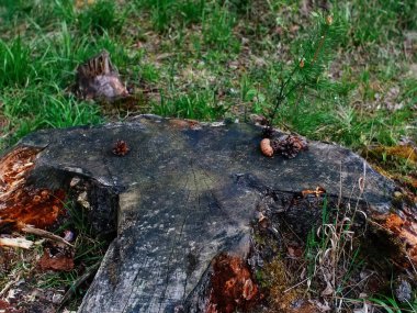 Yaşlı kütüğün üzerinde tümsekler var, bahar.