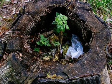 Ahududu çalısı eski kütük Rusya 'da yetişir.