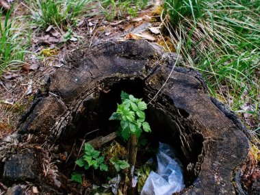 Ahududu çalısı eski kütük Rusya 'da yetişir.