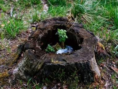 Ahududu çalısı eski kütük Rusya 'da yetişir.