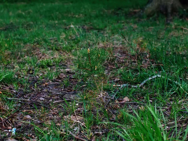 Rusya 'da yaşlı bir bahar ağacının yanında genç bir Noel ağacı.
