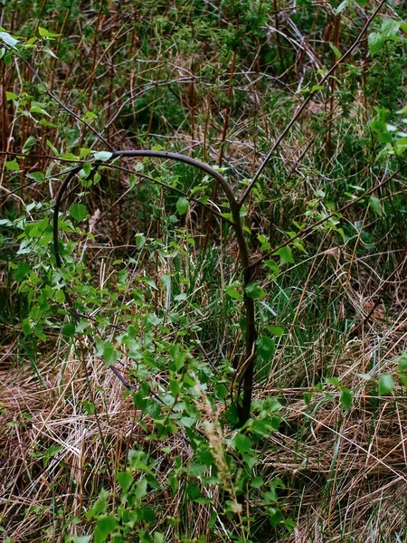 Bahar ormanlarında parlak yeşillik, Moskova