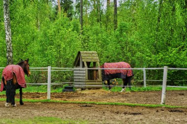 Baharda çayırda battaniyeli bir at, Rusya