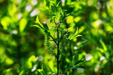 Rusya baharda genç bir ağaçtan filizlenir.