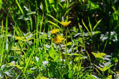 Baharda çimlerin arasında sarı çiçekler, Rusya