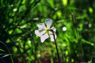Rusya baharın çimlerinin arasında yabani nergis