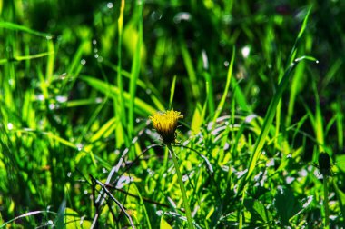 Baharda çimlerin arasında sarı çiçekler, Rusya