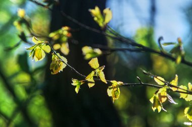 Baharda güneşin ışığında altın yapraklar, Moskova