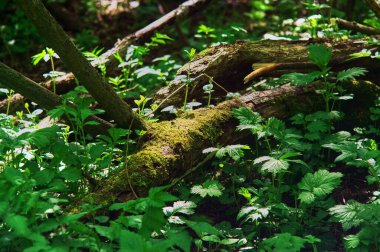 Rusya baharda genç bir ağaçtan filizlenir.