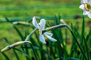 Baharda, bahçedeki narsisli çiçek