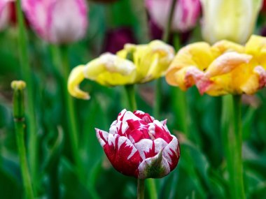 Bahçede çok renkli lale, ilkbahar