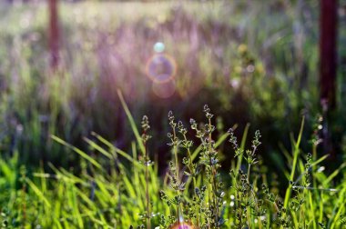 Çayırdaki genç yeşil çimenler, bahar