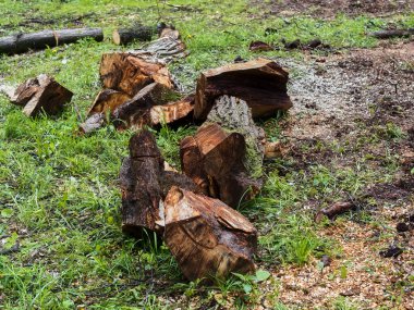 Moskova 'da baharda parkta kesilen yaşlı ağaçlar.