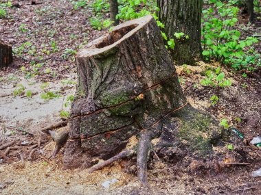 Moskova 'da baharda parkta kesilen yaşlı ağaçlar.